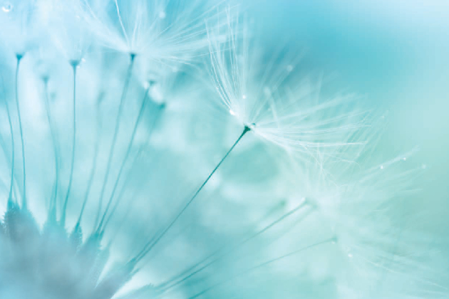 Abstract image of a dandelion flower Abstract image of a dandelion flower