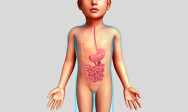 child's gastrointestinal system