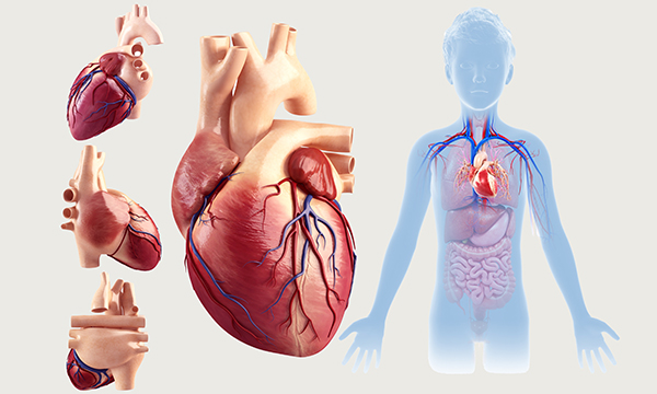 cardiovascular health in children