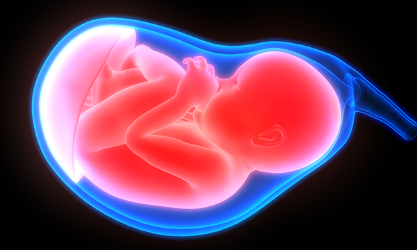 prenatal development