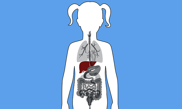 development of the liver