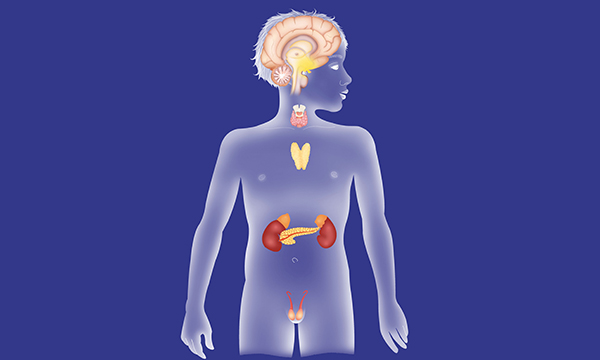 endocrine system