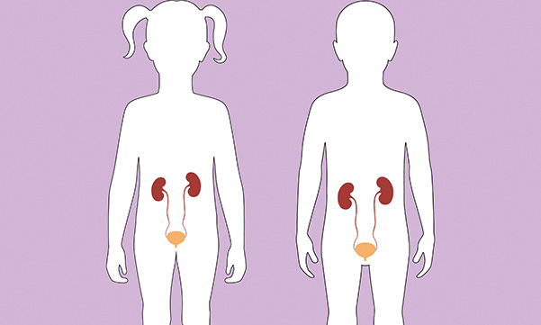 renal system development