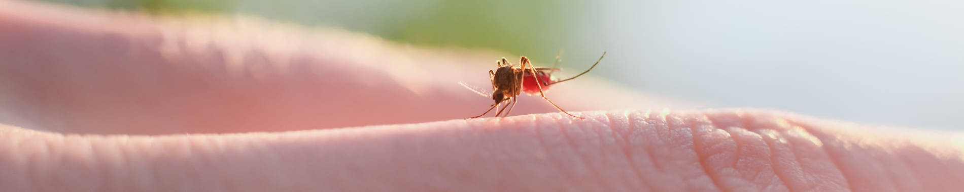 The bite of a mosquito with blood on human body