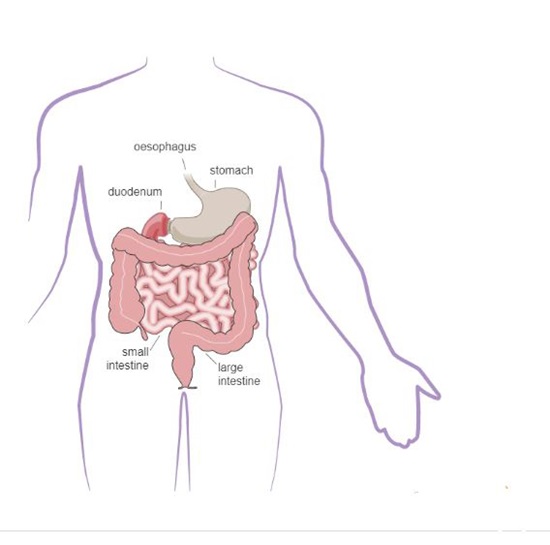 Digestive system part one