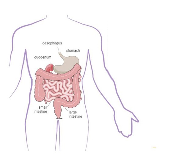 Digestive system part two