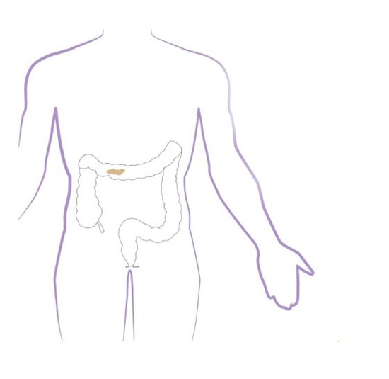 Digestive system part two