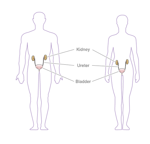 Micturition part one