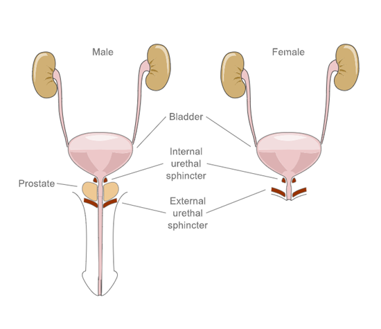 micturition part two