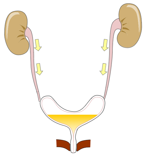 micturition part three