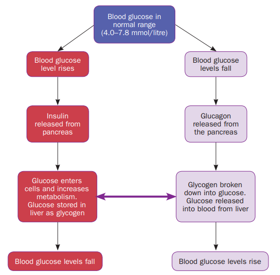 Normal blood glucose