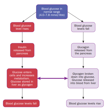 Normal blood glucose