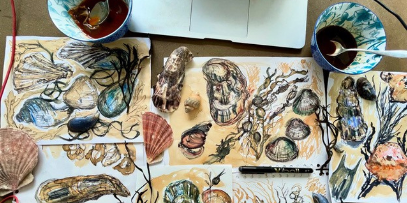 drawings of sea shells