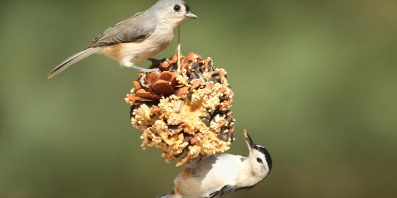 two small birds on a bird feeder made out of a pine cone and seeds