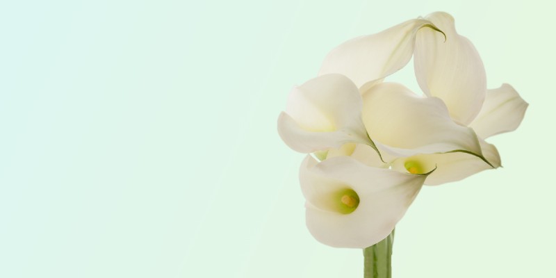 Photo of white flower on pale green background