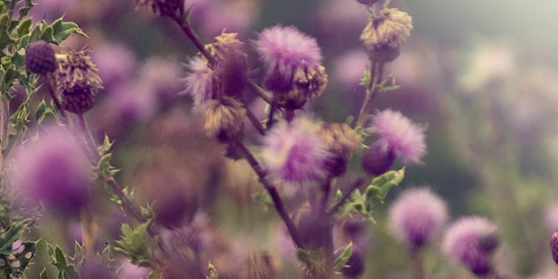 A close up shot of Scottish thistle