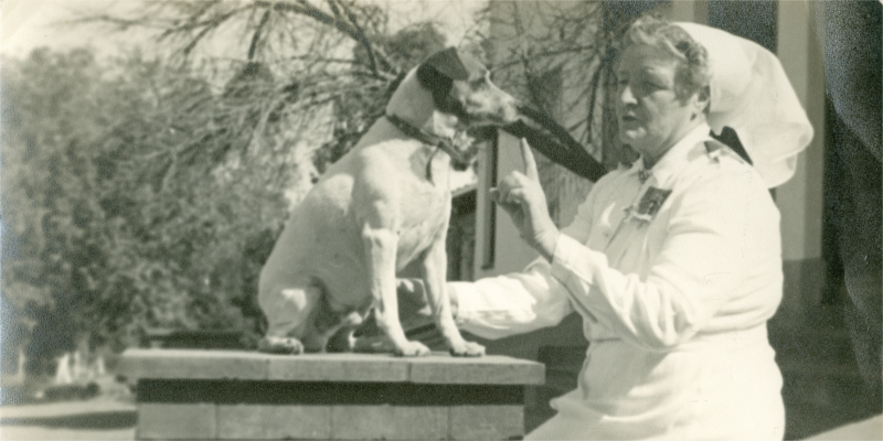 expertteas therapy dogs
