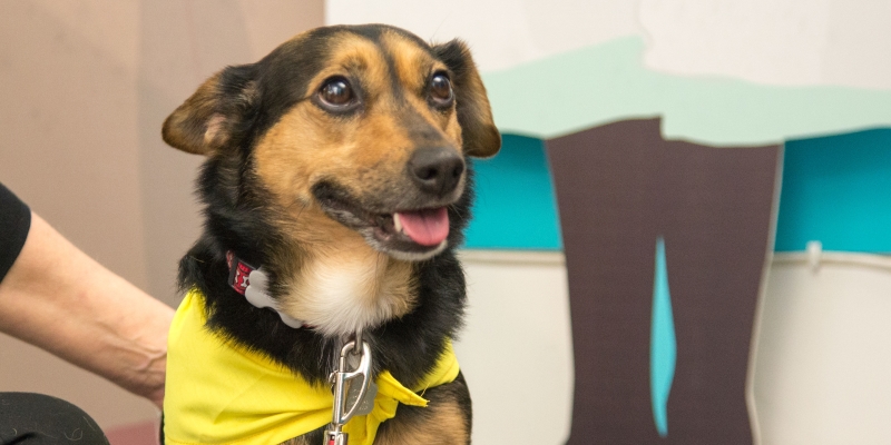 Therapy dog