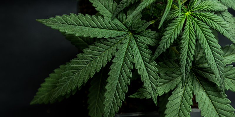 Cannabis plant