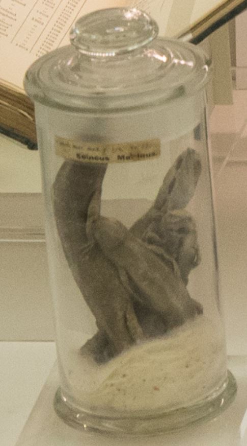 Four specimens of sea skink, late eighteenth century. On loan from the Royal Pharmaceutical Society. Believed to be an aphrodisiac, sea skink was reported to ‘restore warmth in old age [and] decays of nature’ and increase ‘the Semen Virile’.
