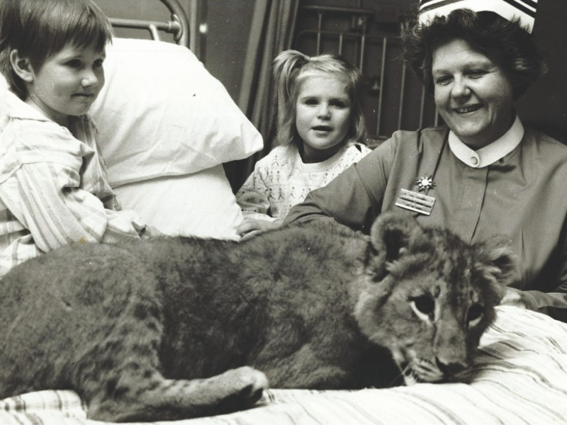 black and white photograph of June Jolly sat next to a childrens hospital bed with a lion cub on the bed