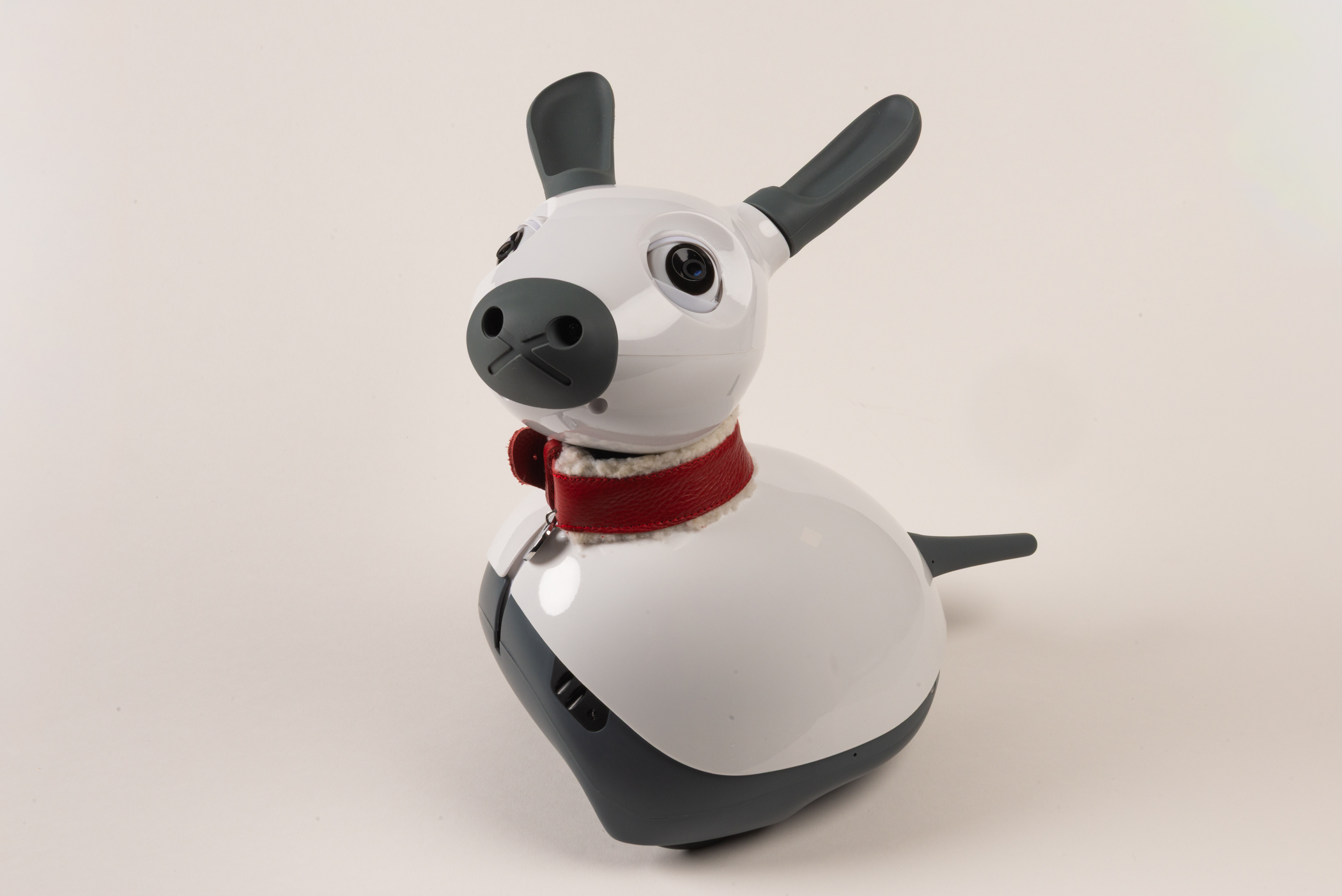 A small, plastic, dog-like robot with no legs, a white body and head, a dark grey snout, dark grey ears and tail, and a red collar. 