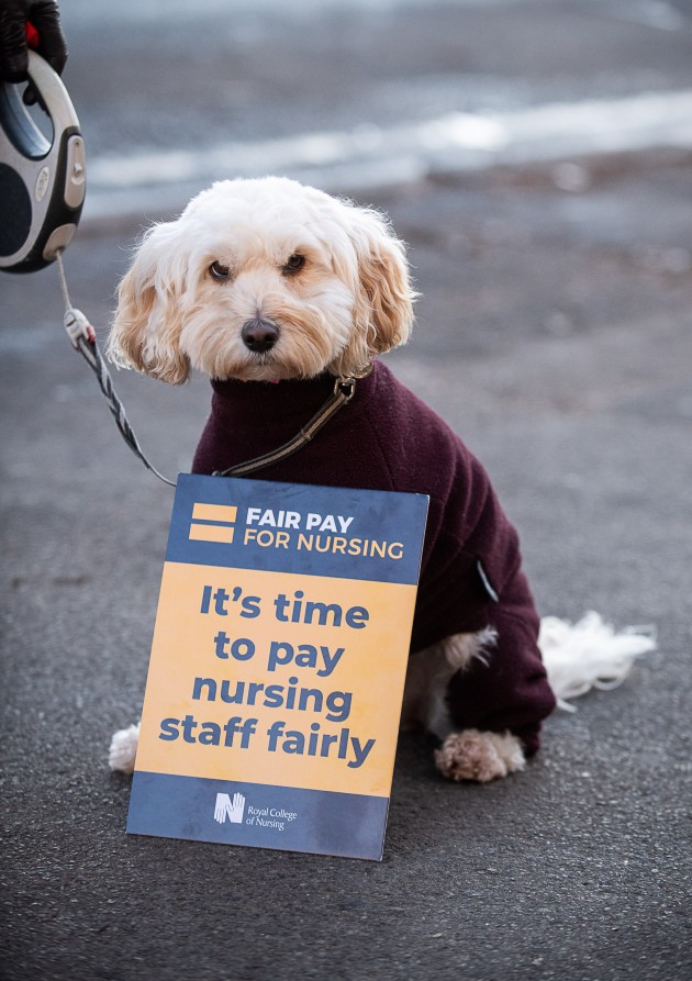 Dog in a sweatshirt with an RCN fair pay placard on the picket line