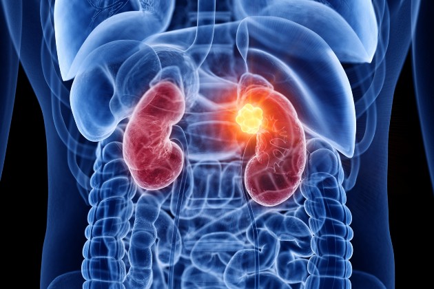 Kidneys highlighted in red in an illustration of the internal human torso
