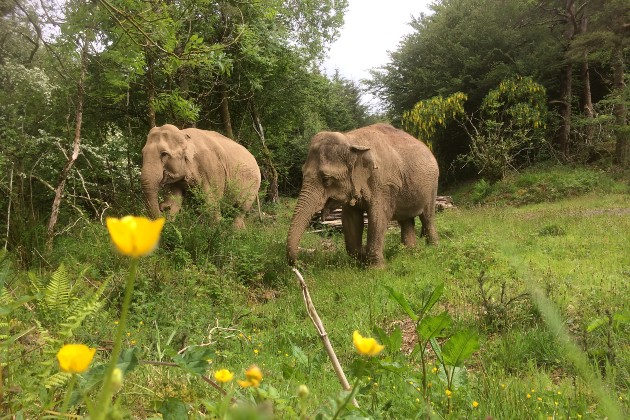 Two elephants in a field with yellow flowers in the foreground