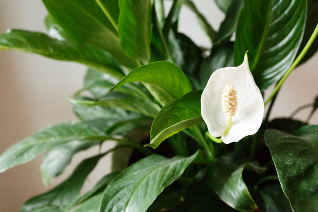 close up of a peace lily plant