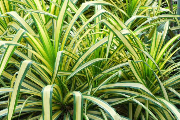 Close up of a spider plant
