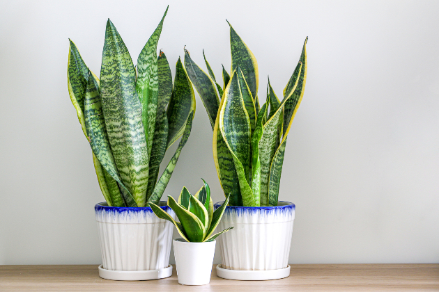 Three snake plants in pots